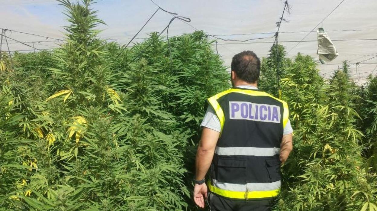 Imagen de archivo de un agente en una plantación de marihuana en la provincia