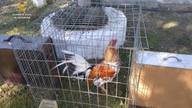 Desarticulada en Sevilla una banda dedicada al robo de gallos de pelea