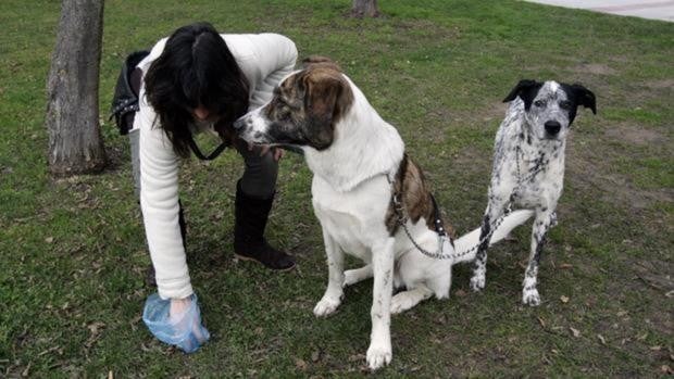 Gines multará con 750 euros a los dueños de mascotas que no lleven agua jabonosa o bolsas para las heces