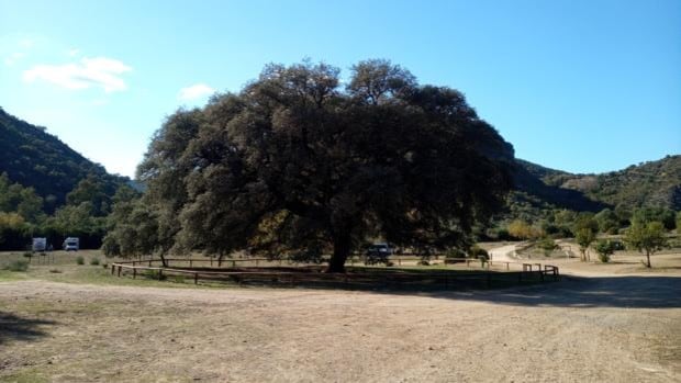 El Chaparro de la Vega, el árbol sevillano bajo el que cabe un pueblo entero
