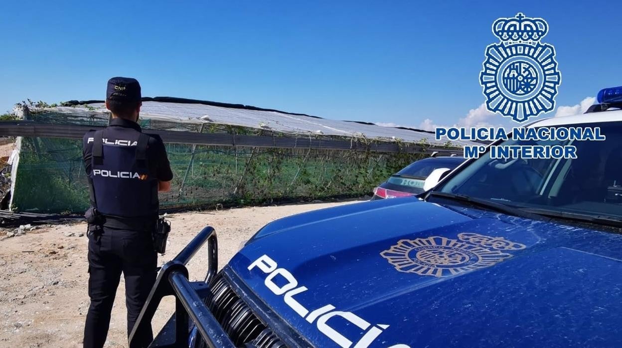 Detenidas tres personas tras desmantelar un invernadero con más de una tonelada de marihuana en Rota