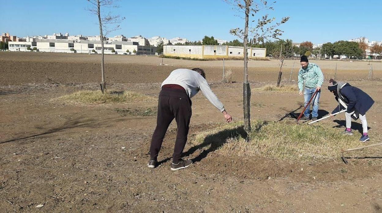 Las plantas aromáticas favorecen la vida y la tan necesaria polinización de las abejas