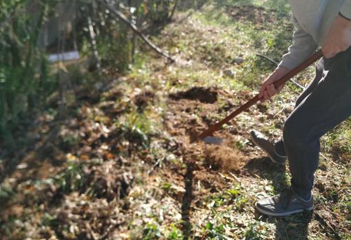 Las plantas aromáticas han llegado a diferentes lugares públicos de Utrera