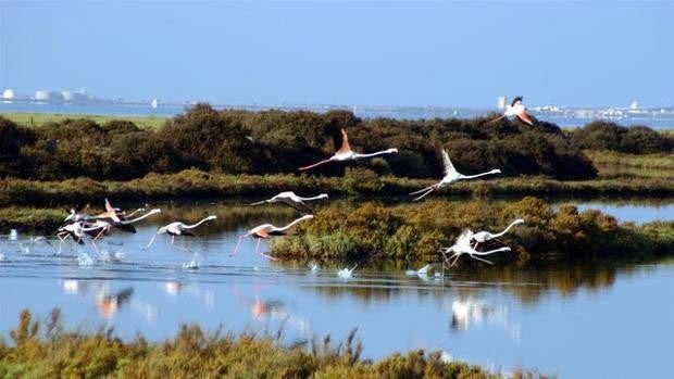 La Junta pone en marcha un proyecto piloto de carbono azul en la Bahía de Cádiz