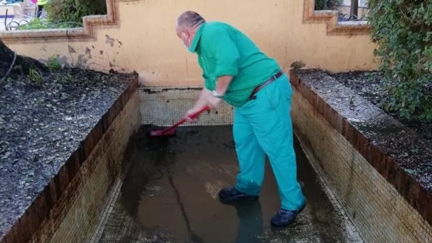 Una plaga de palomas y estorninos afecta a jardines y monumentos históricos de Morón de la Frontera