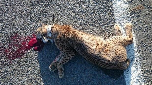 Finalizado el acondicionamiento de la carretera Dehesa de Abajo para frenar los atropellos del lince ibérico