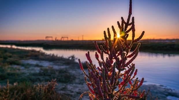 Sol-icornia gana el concurso del Día de los Humedales en Los Toruños