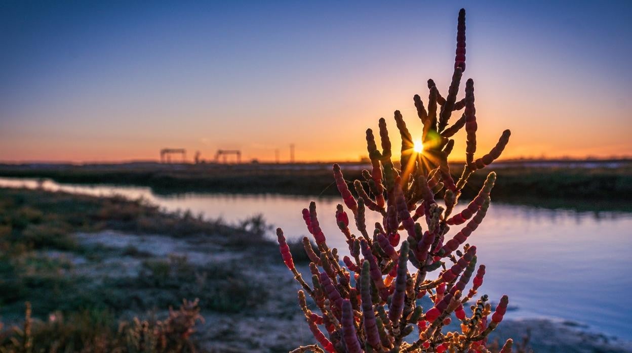 Sol-icornia gana el concurso del Día de los Humedales en Los Toruños