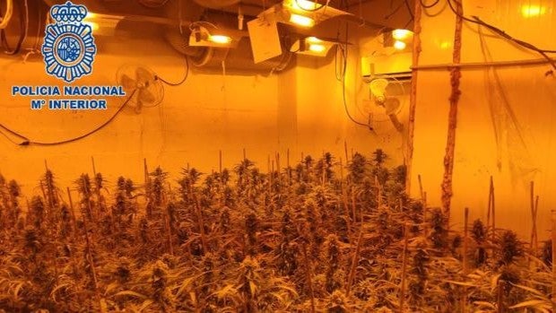 Detenido un hombre de 64 años en una plantación de 400 plantas de marihuana en El Puerto