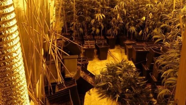 Desmantelada en Chipiona una plantación de marihuana en el interior de una vivienda