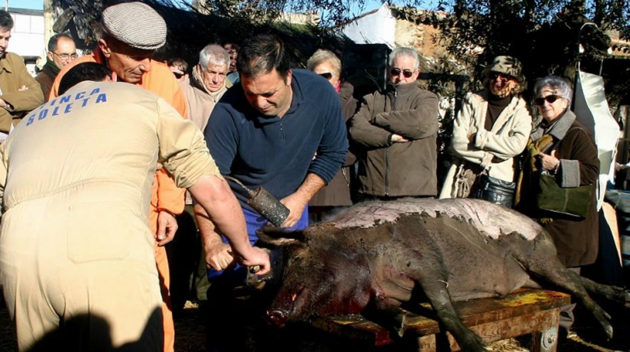 Varias personas participan en la matanza del cerdo ibérico, que se organiza en El Real de la Jara