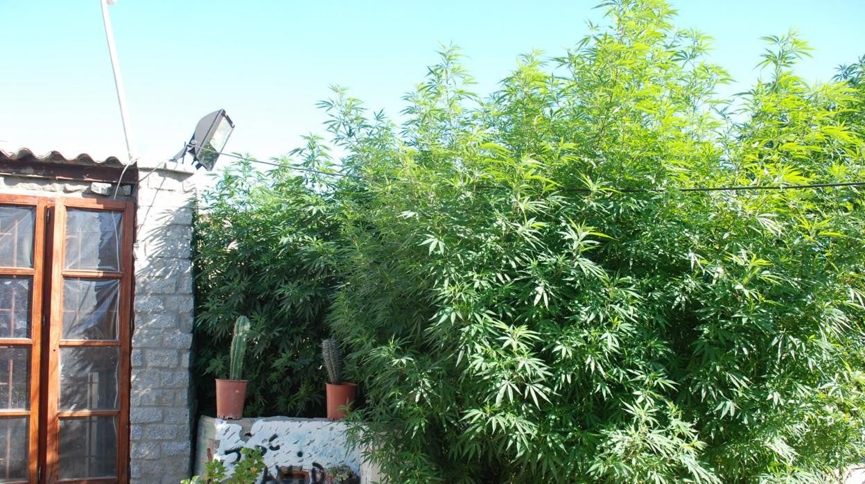 Plantas de marihuana en una vivienda.