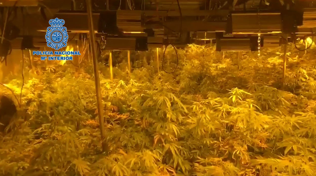 Interior de la nave de Alcalá de Guadaíra en la que se cultivaban más de 600 plantas de marihuana