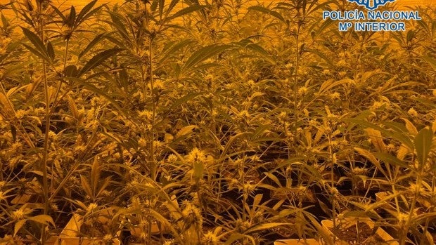 Desarticulado en Jerez un entramado criminal dedicado al cultivo de marihuana en viviendas de protección oficial