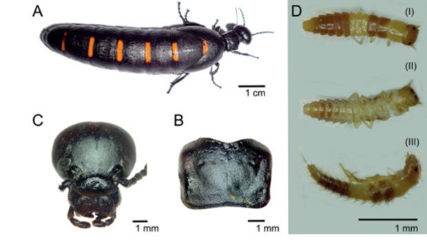 Escarabajo payoyo, una nueva especie que vive en Cádiz, Málaga y Granada