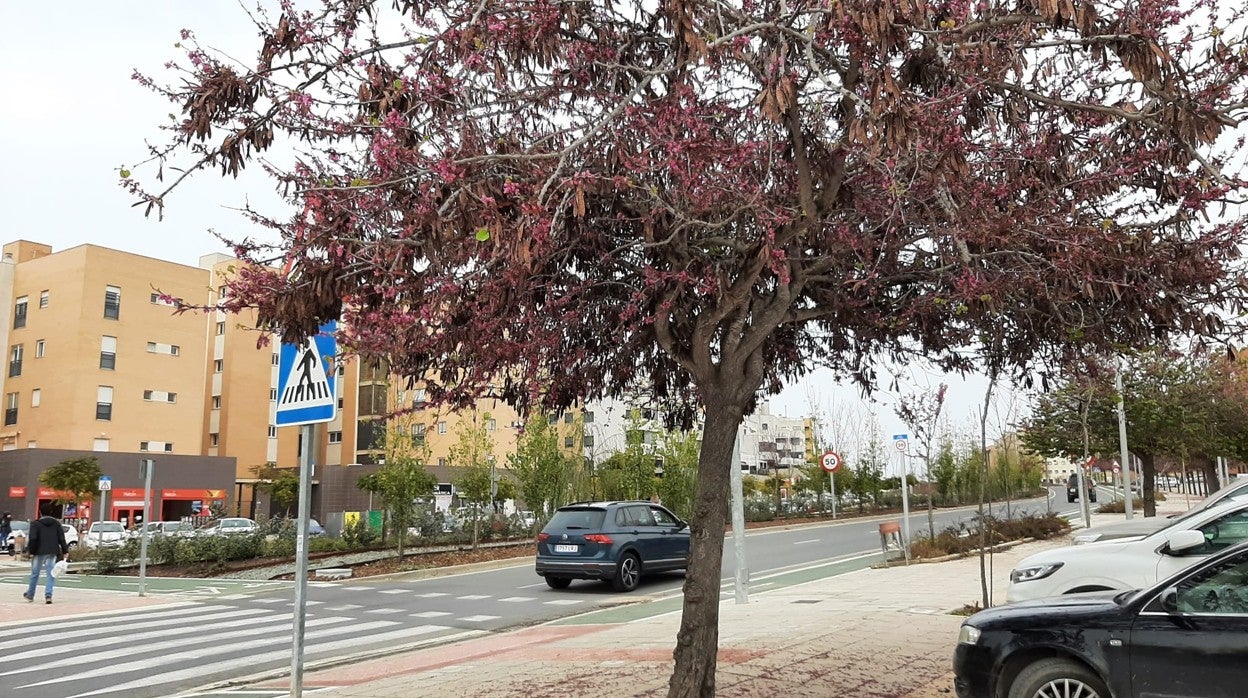 Un árbol en la zona del Nuevo Bulevar de Mairena del Aljarafe