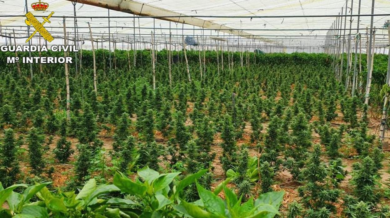 La Guardia Civil detiene a ocho personas en Sanlúcar y Chipiona por cultivo de marihuana