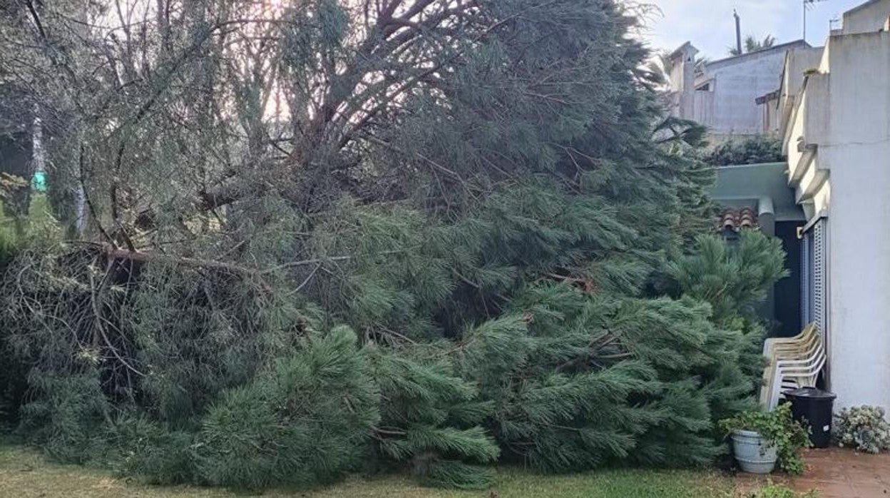 Caída de árboles por el fuerte viento en Cádiz