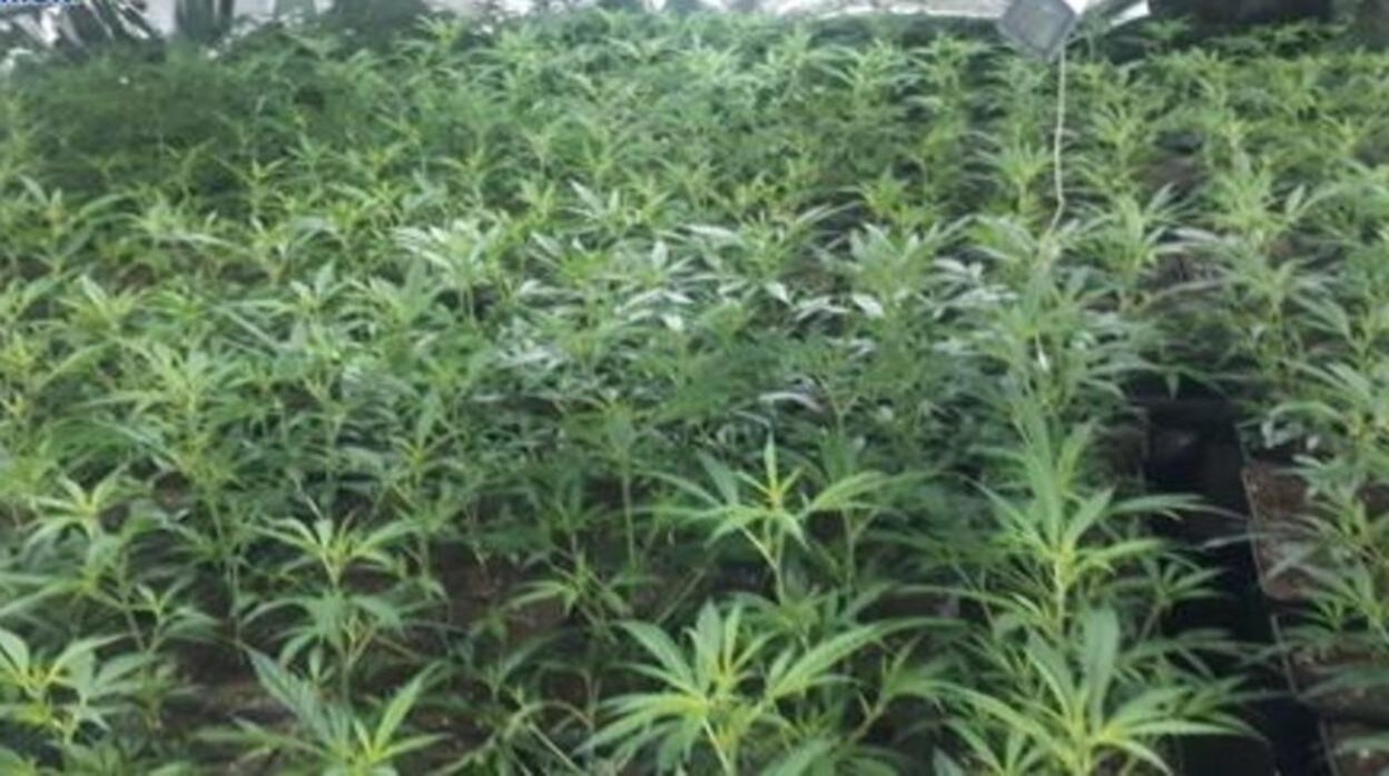 Detenido en El Puerto por el cultivo indoor de más de 400 plantas de marihuana