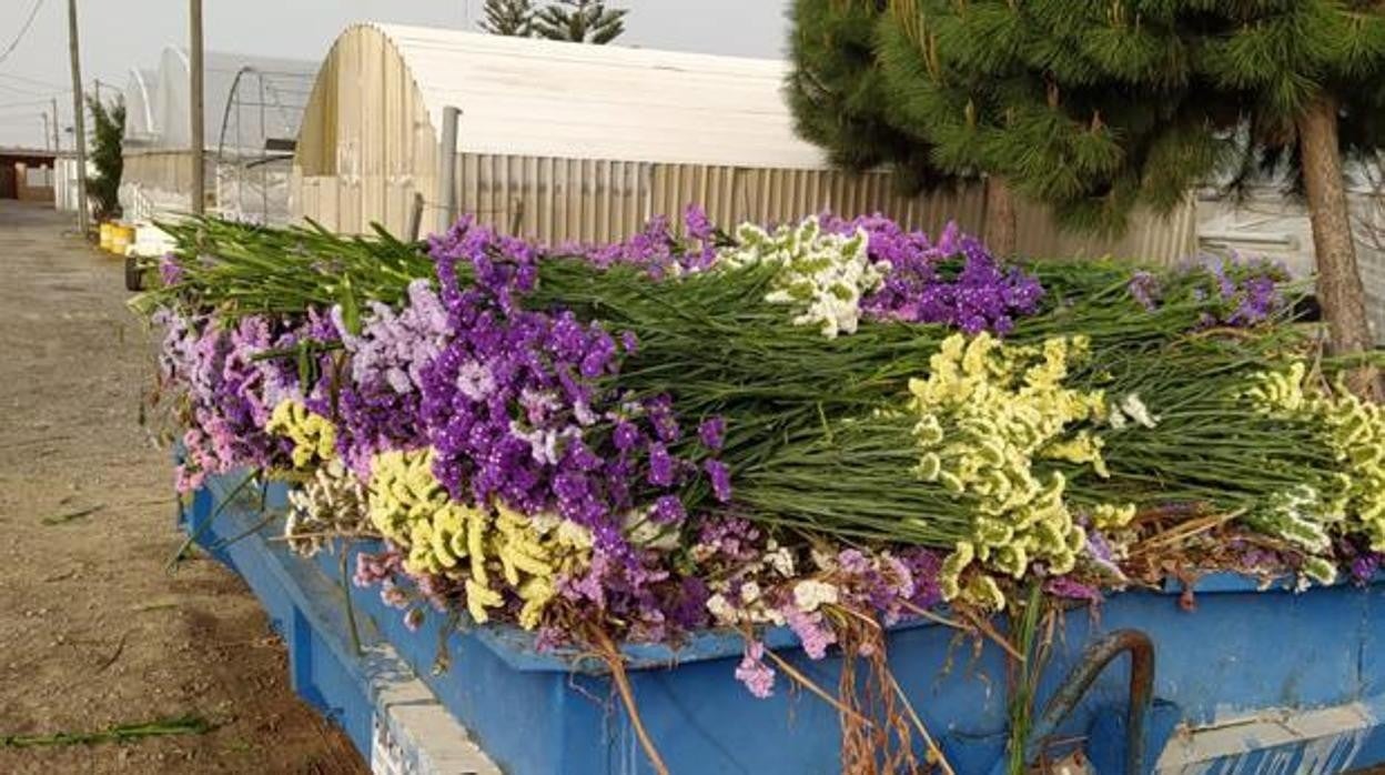 Flor recién cortada de Chipiona