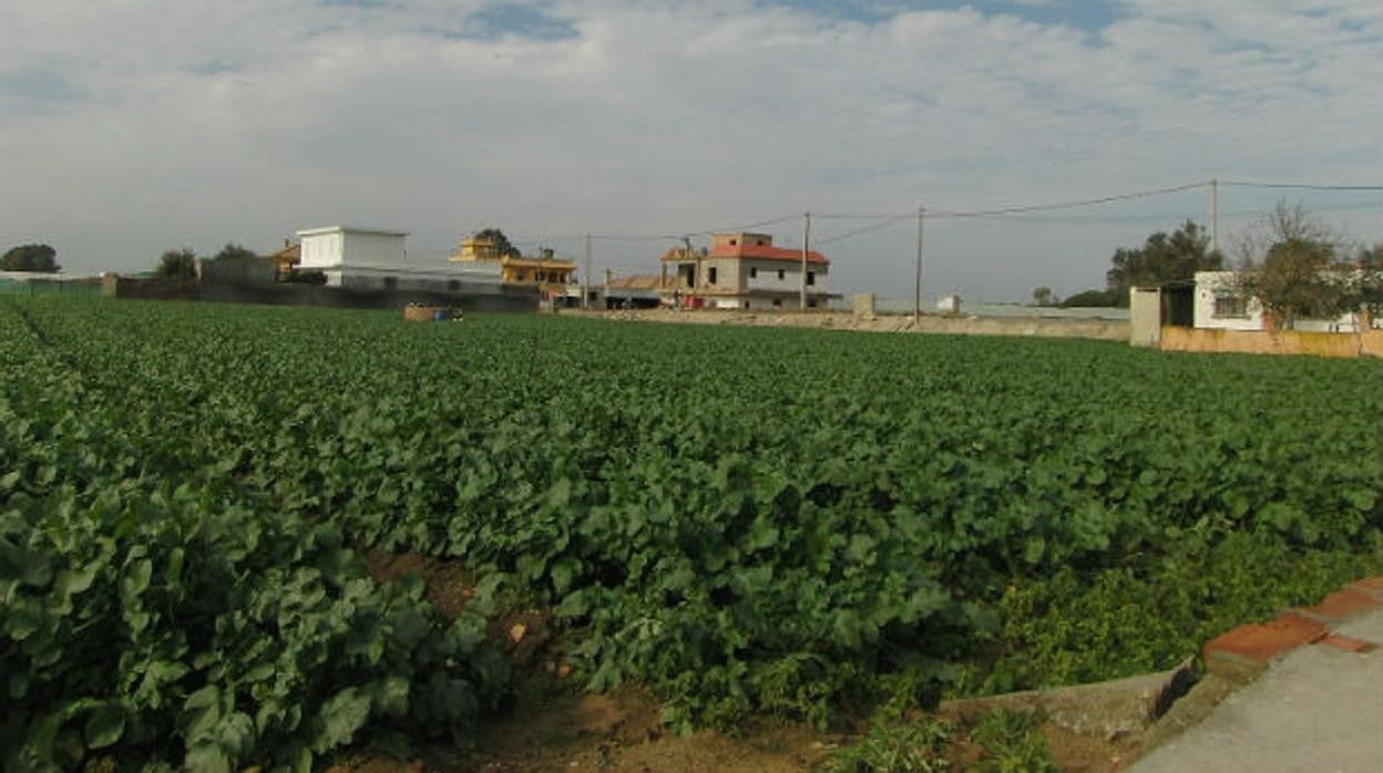 Una de las múltiples plantaciones de la Colonia de Monte Algaida