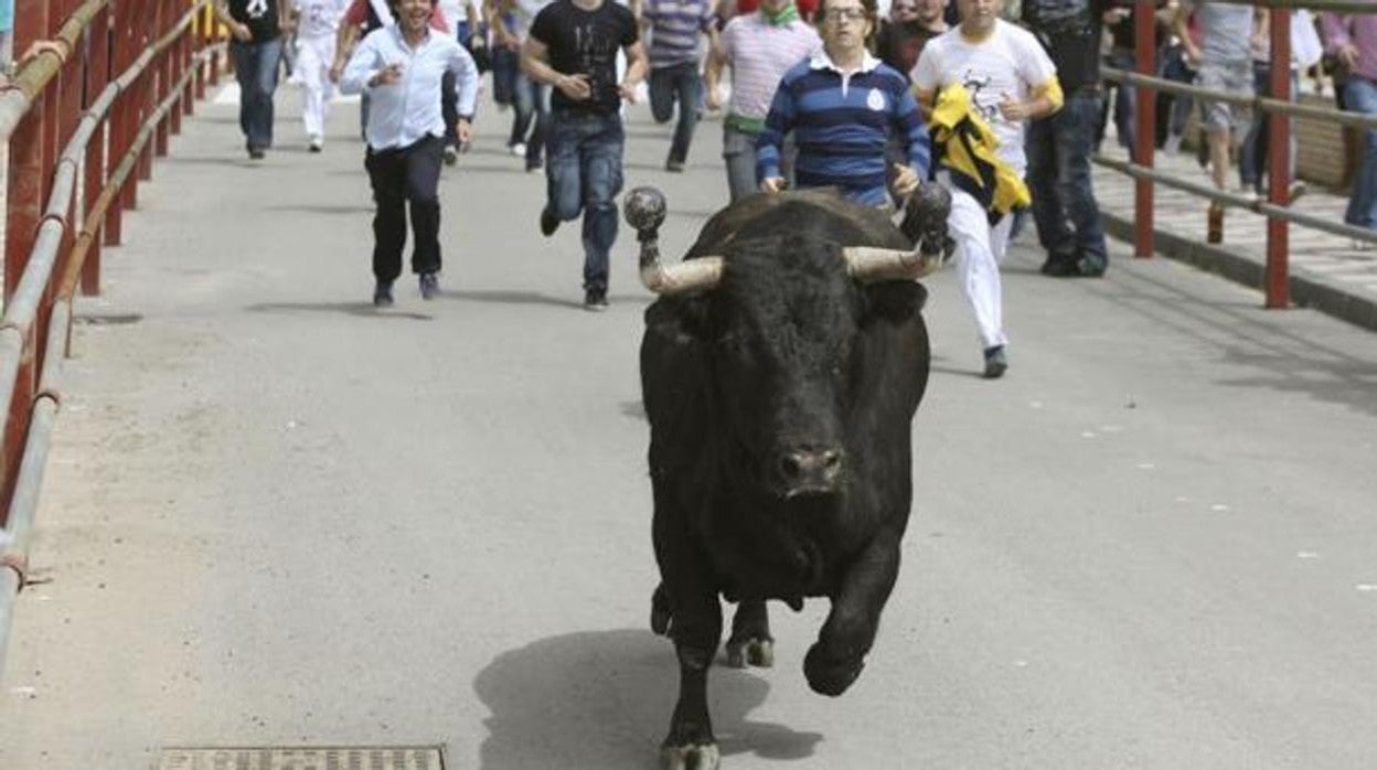 El Toro Embolao de Los Barrios durante uno de los encierros