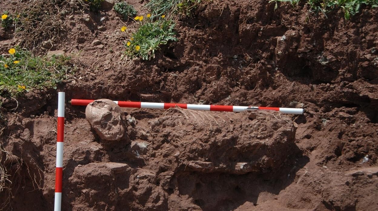 Imagen de los restos óseos hallados, antes de ser retirados por los expertos