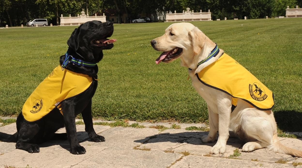 Los perros guía de Cádiz reclaman su derecho al transporte público