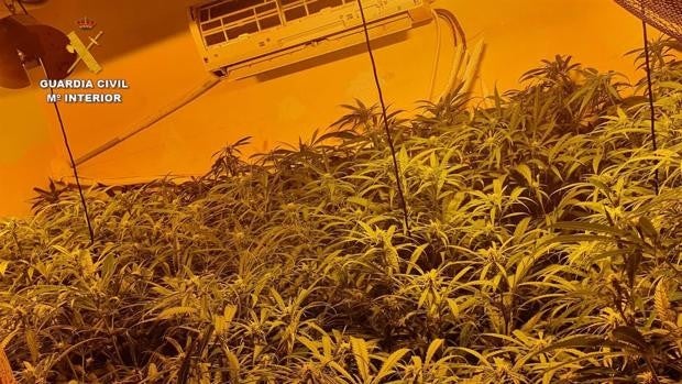 Detenido por tener tres plantaciones de marihuana ocultas en un domicilio de Arcos