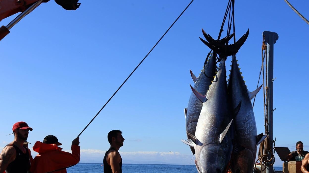 La temporada de pesca del atún rojo llega a su final en las almadrabas