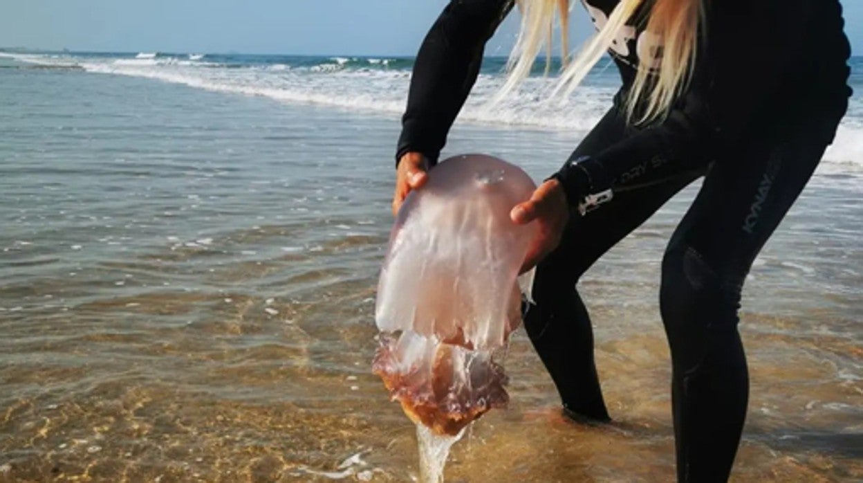 Medusas en las playas de Cádiz