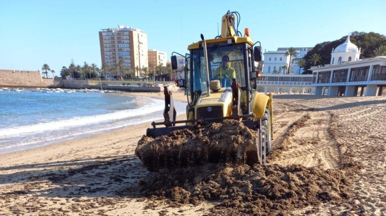 Un operario municipal retira una manta de algas de la arena de la playa de La Caleta de Cádiz.