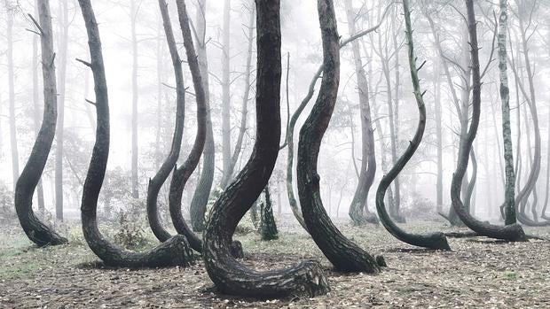 El enigmático bosque de los árboles retorcidos