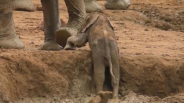 El entrañable vídeo de una cría de elefante rescatada del fango en un safari