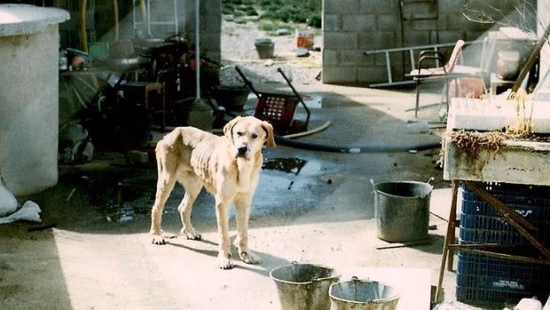 Abre en EE.UU. un banco de comida para mascotas de dueños con escasos recursos