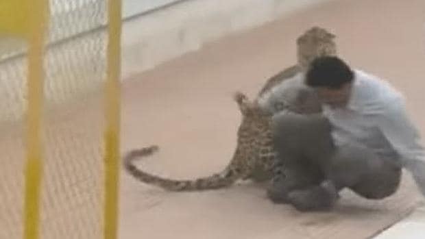 Un leopardo siembra el pánico en una escuela de la India