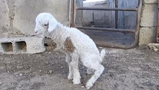 La oveja-cabra que ha dejado boquiabiertos a los habitantes de Lanzarote