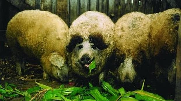 El cerdo mangalica tiene un aspecto similar al de una oveja, algo que no le hace menos porcino