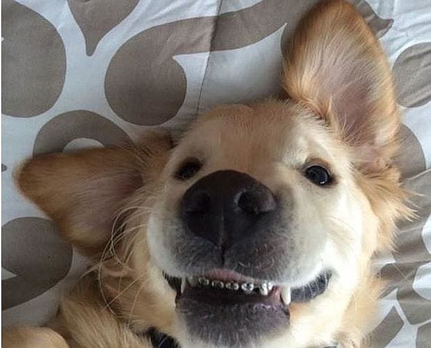 Wesley, el adorable perro que ha conquistado a Facebook con sus «brackets»