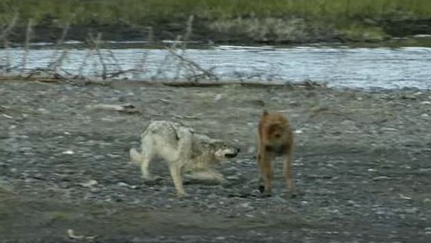 La épica lucha de una cría de bisonte para sobrevivir al ataque de un lobo, que arrasa en Youtube