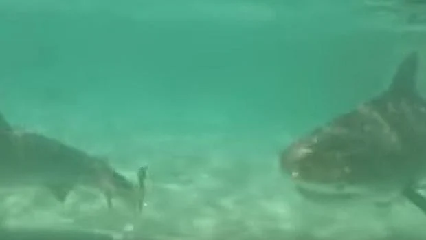 El espectacular vídeo de YouTube que demuestra la voracidad de los tiburones