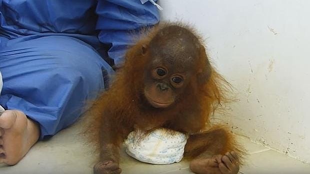 Joss, la pequeña orangután que vivía como mascota
