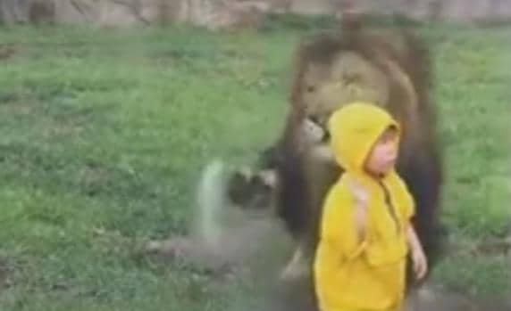 Momento en el que el león salta hacia el pequeño, de dos años, en un zoo de Japón