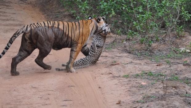 El tigre, de mayor tamaño, consigue neutralizar al leopardo