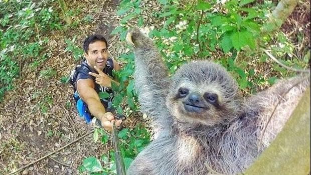 Un joven consigue hacerse un selfie con un perezoso desde las alturas