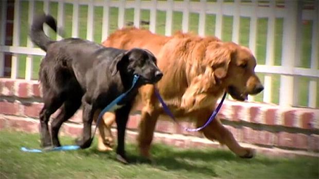 La conmovedora historia del perro ciego salvado por su perro guía