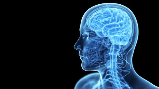 Cada zona del cerebro ejerce una función distinta