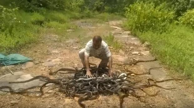 Fotograma del vídeo donde el hombre suelta a 285 serpientes