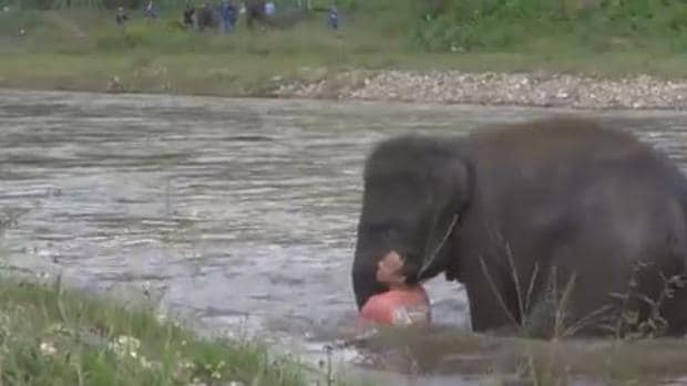 El vídeo de la hazaña del elefante ha logrado más de dos millones de visualizaciones en Youtube