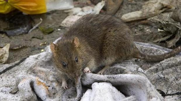 París quiere acabar con una plaga de ratas y miles de parisinos lo consideran un «genocidio»